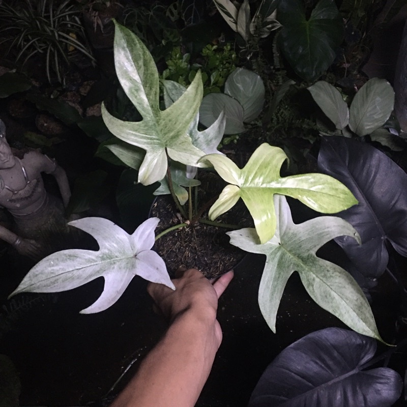 philodendron florida ghost mint