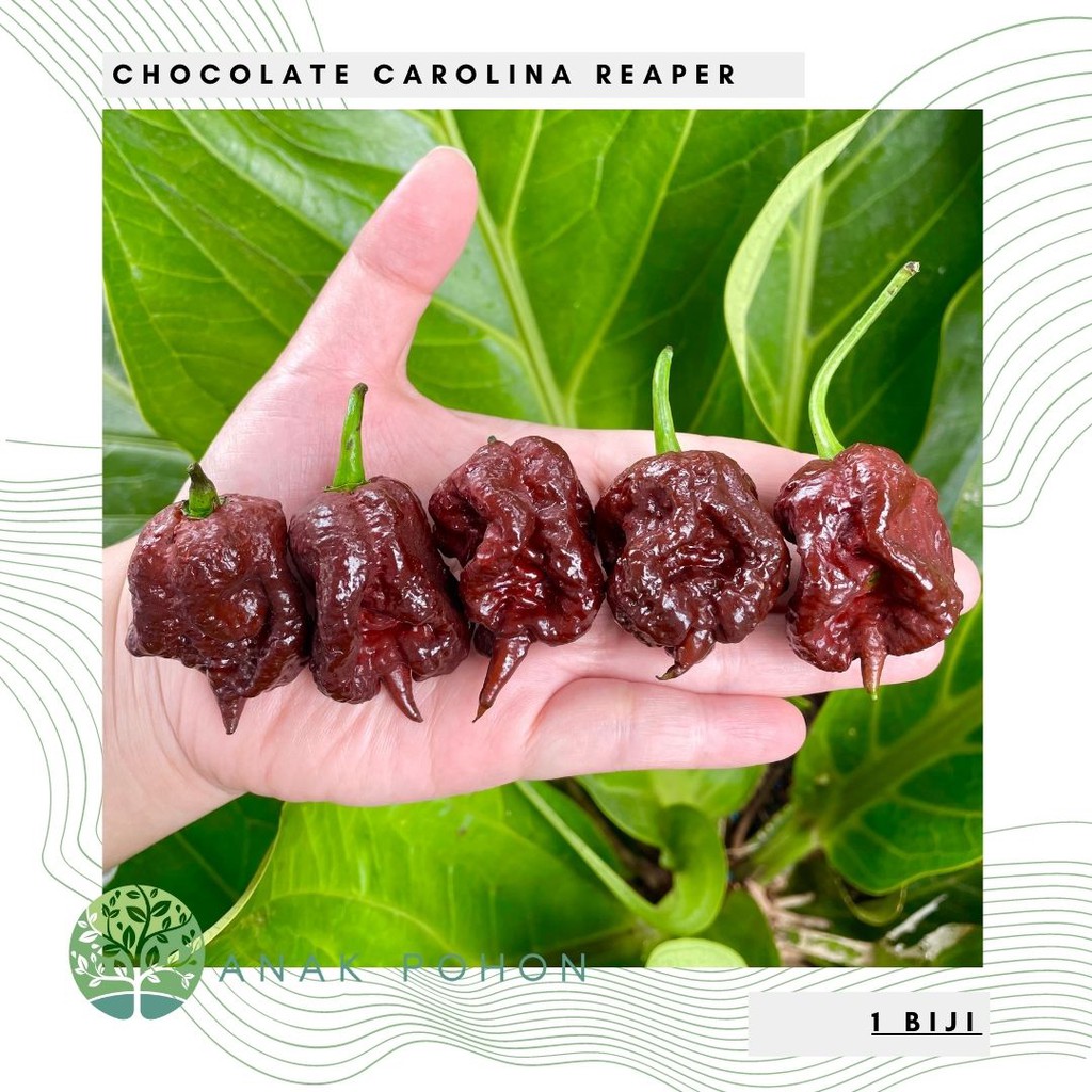 Benih Bibit Biji - Cabai Chocolate Carolina Reaper Cokelat Pepper Seeds