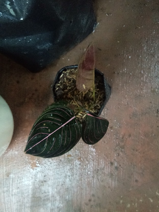 Aglonema Rotundum Aceh