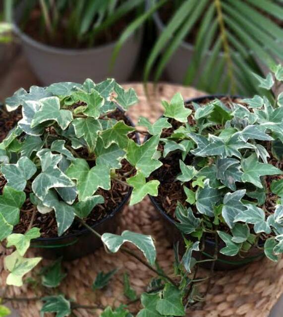 English Ivy Variegata/ Bibit Ivy Variegata Daun Rimbun/ Tanaman Gantung Ivy