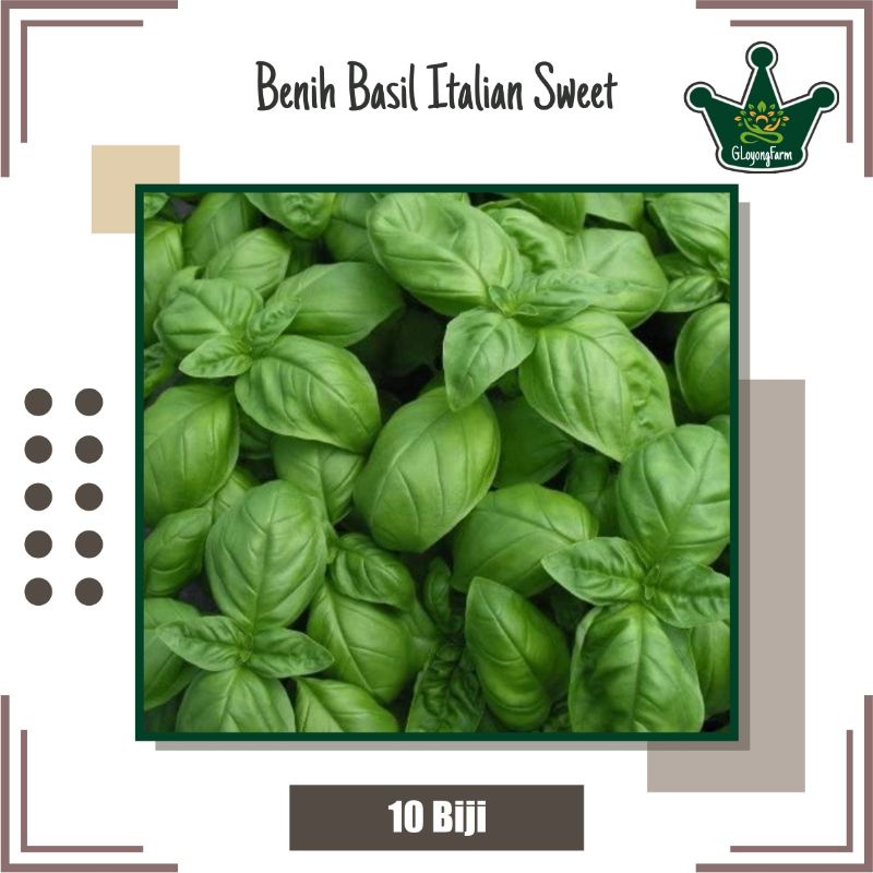 Benih Sayuran Selada Brokoli Kangkung Bayam Seledri Kubis BungaKol Pakcoy Caisim Kailan-Basil