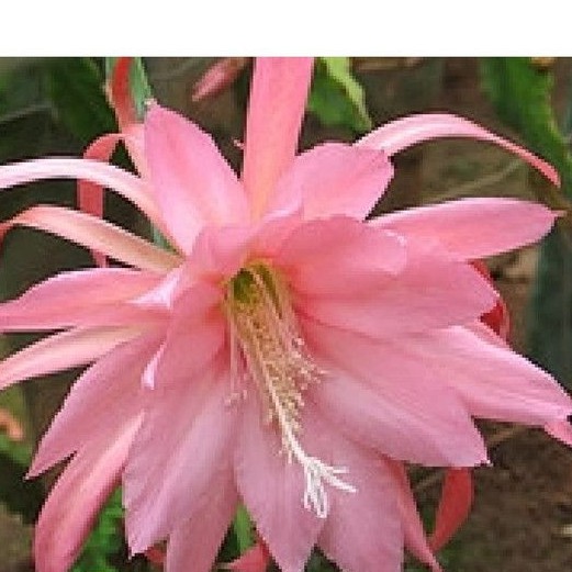 tanaman hias wijaya kepiting pink super -bunga hidup murah-bunga wijaya kusuma-bunga gantung
