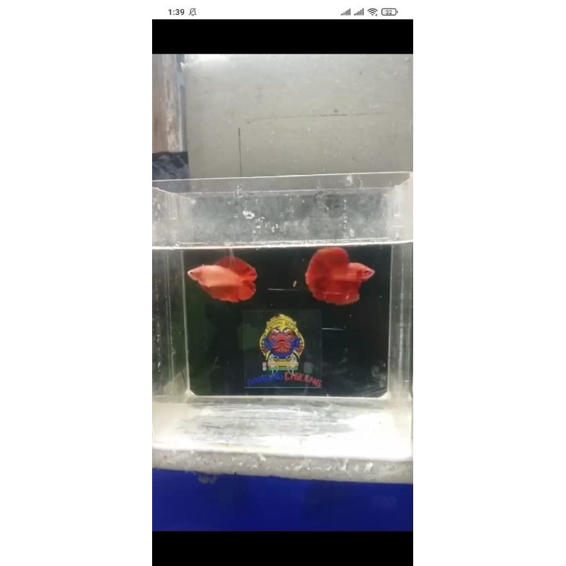 Female HMDT superred