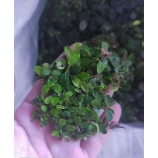 Bucephalandra super mini setengah keranjang