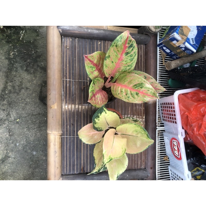Aglonema Mahameru dan Golden Love