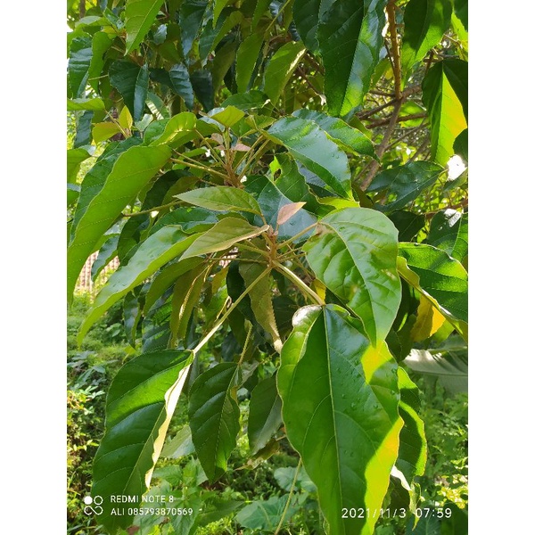 

daun kemiri segar 1kg