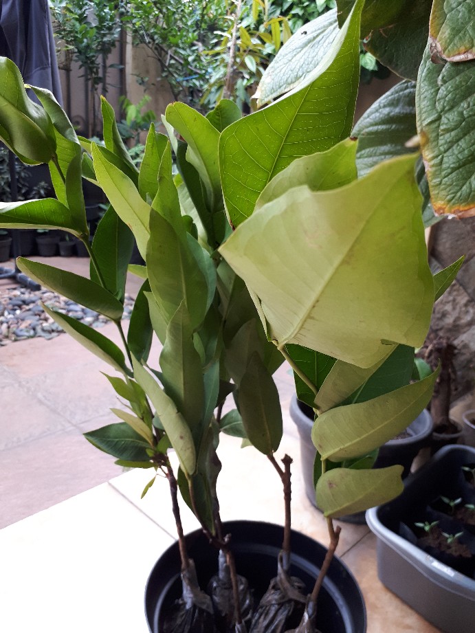 Bibit Jambu Air Madu Susu