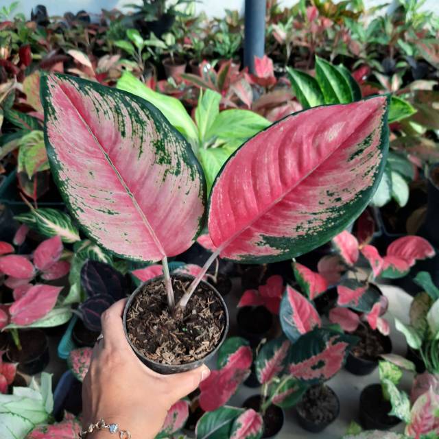 Aglonema kochin pink/Red Anjamani/Tanaman aglo best seller(bisa cod)