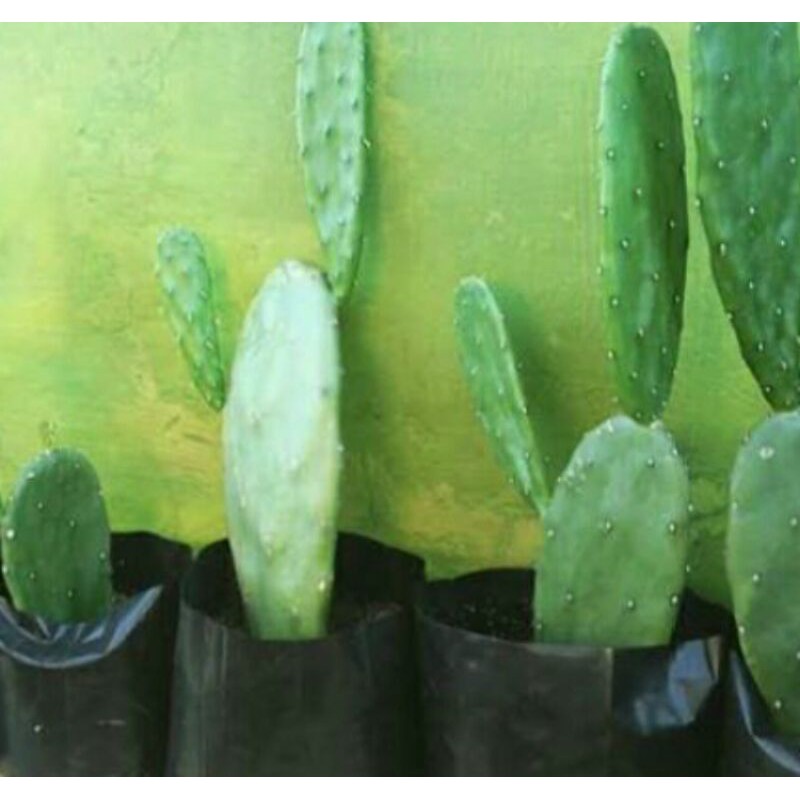 kaktus centong-pohon kaktus centong