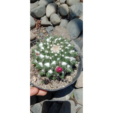 kaktus import murah cantik/kaktus ownroot/kaktus pasaman