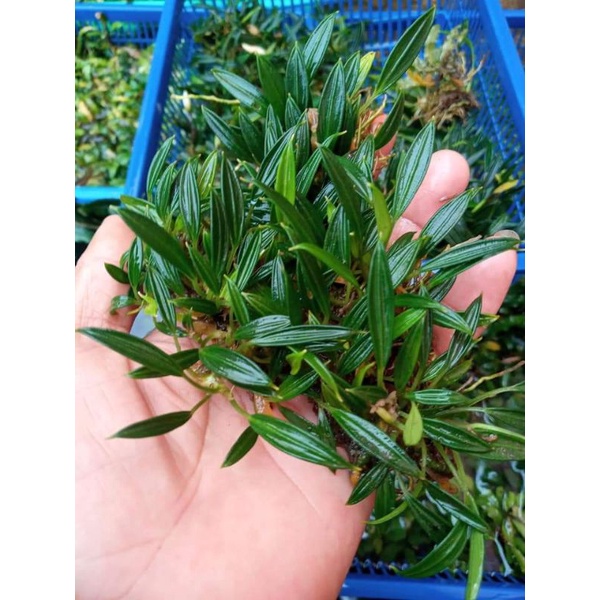 bucep_aridarum/ keranjang