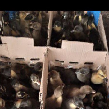 bebek hibrida - anak bebek hibrida - DOD hibrida