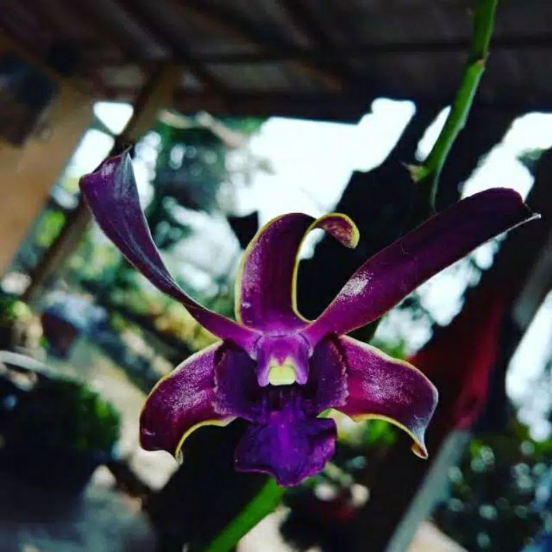 anggrek dendrobium dewasa spike