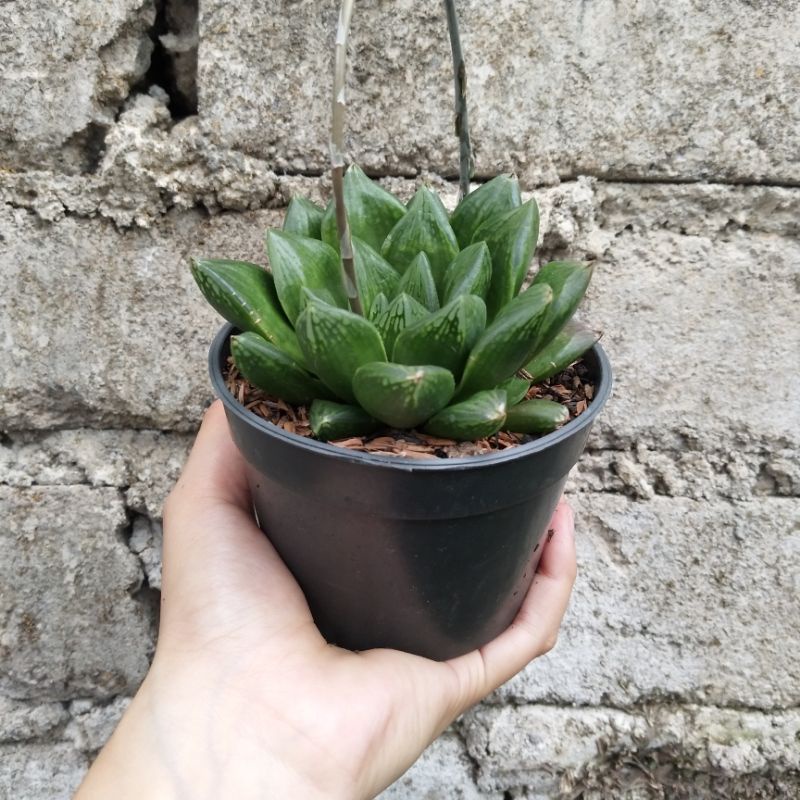 Haworthia 1 | D10cm