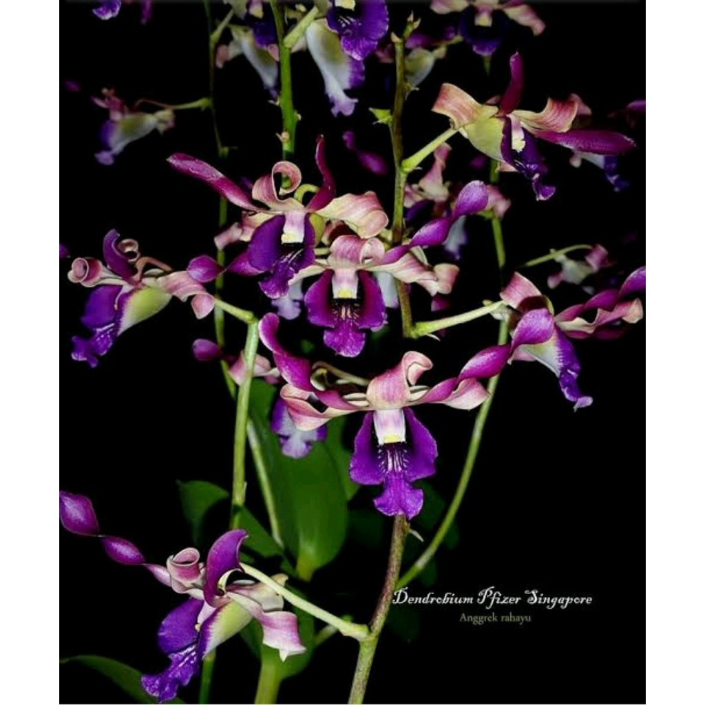 Anggrek Dendrobium Pfizer Singapore Pradewasa