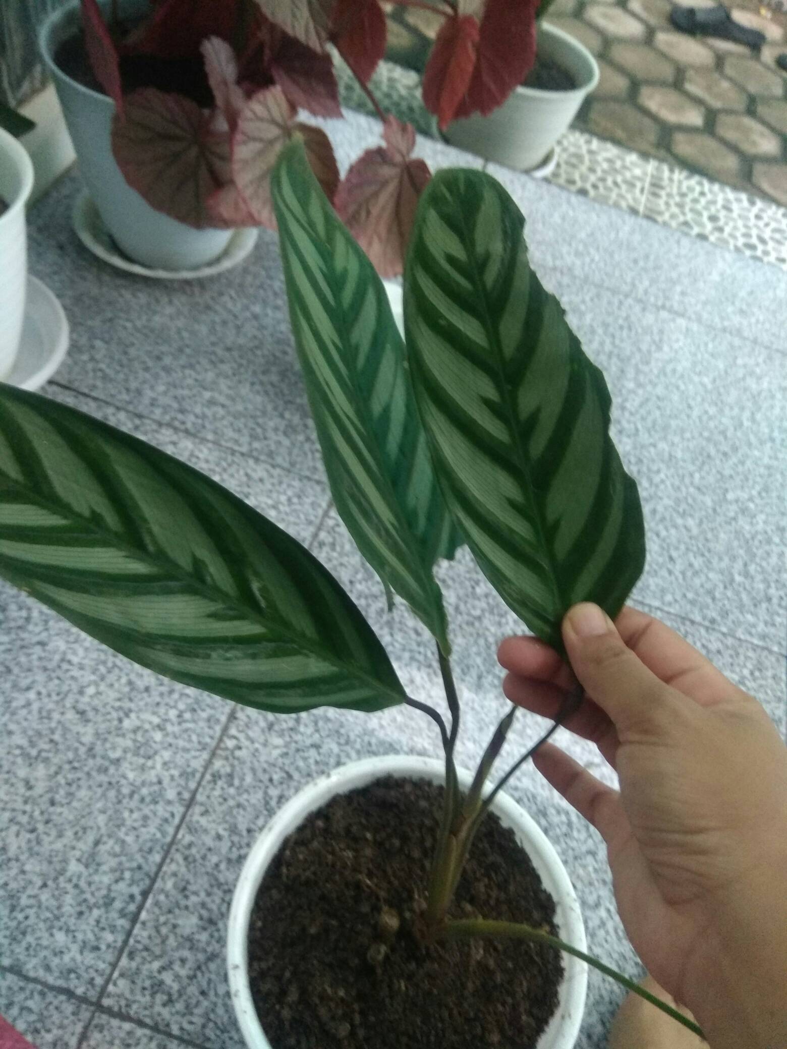 Tanaman Hias Calathea Sentosa
