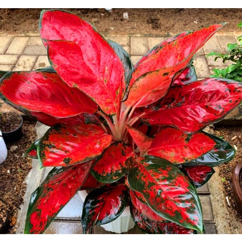Aglaonema suksom merah / Aglonema suksom jaipong florist nursery/ Aglonema suksom jaipong (Tanaman h
