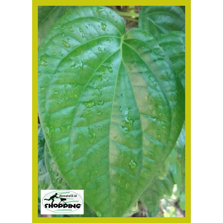 

Obat Herbal- Daun Sirih Hijau Herbal / Obat Herbal 6Eruio46-
