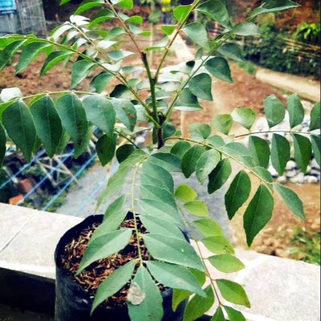 Tanaman Daun Kari - bibit tanaman daun salam koja