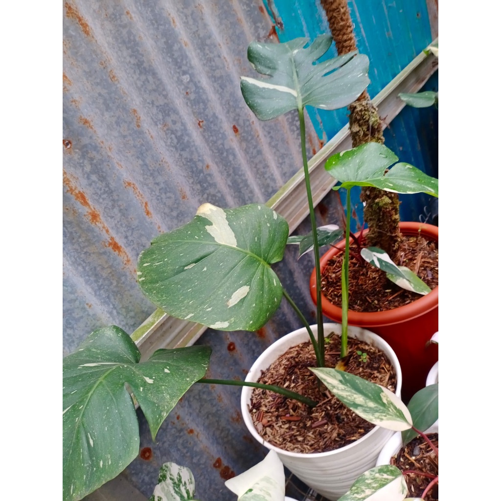 Philo Monstera Thailand (Monthai)