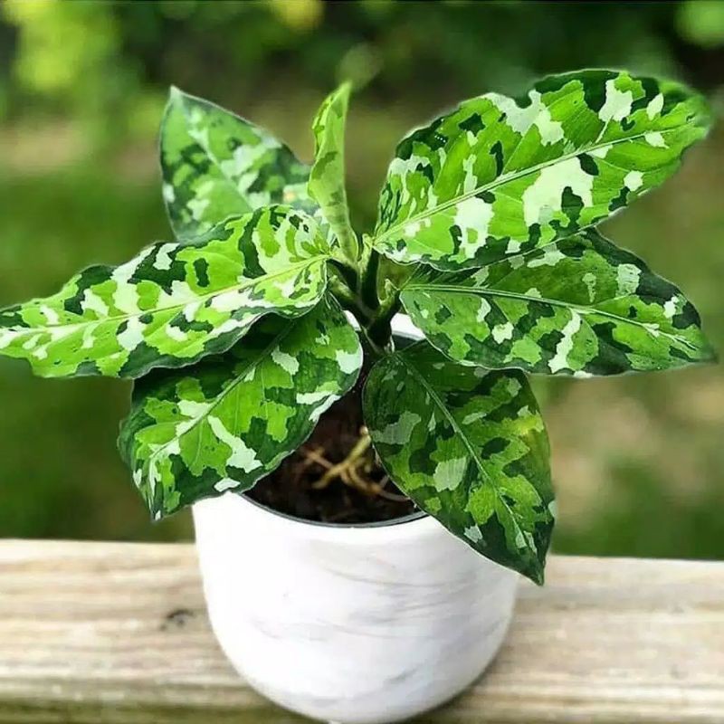 Aglonema Fictum Tricolor / Fictum Army murah