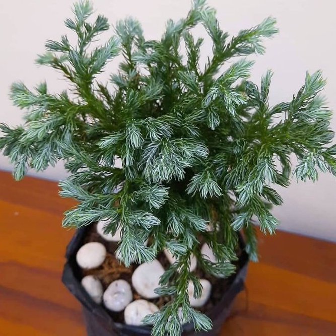 tanaman hias Cemara perak ukuran besar