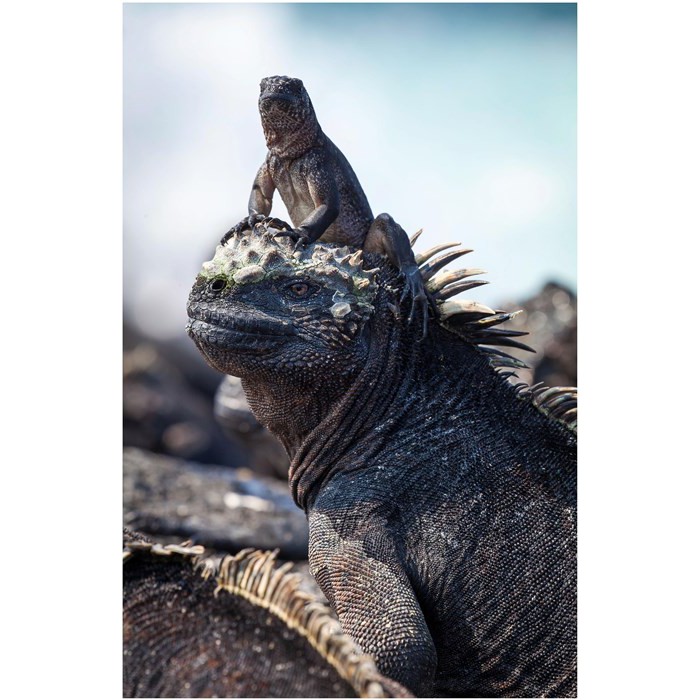 PP322012 Reptil Iguana Poster