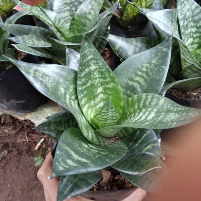 lidah mertua mini kodok