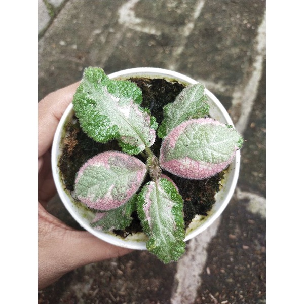 Episcia Picasso