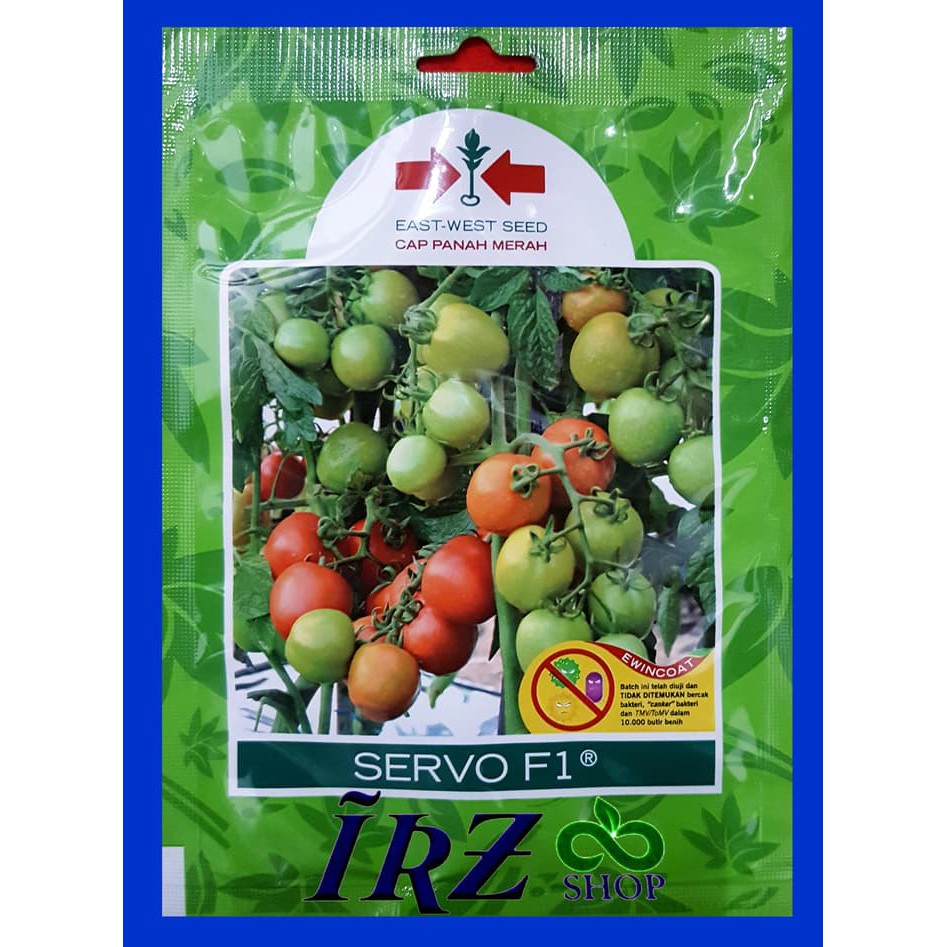 

benih tomat besar servo