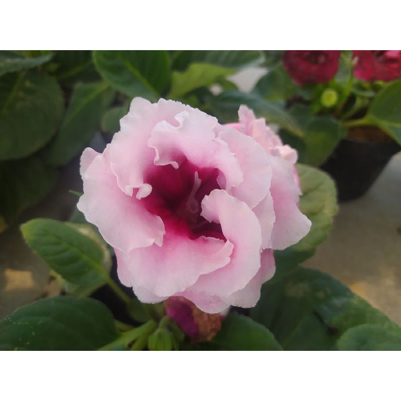 tanaman hias gloxinia cantik sudah berbunga kualitas A