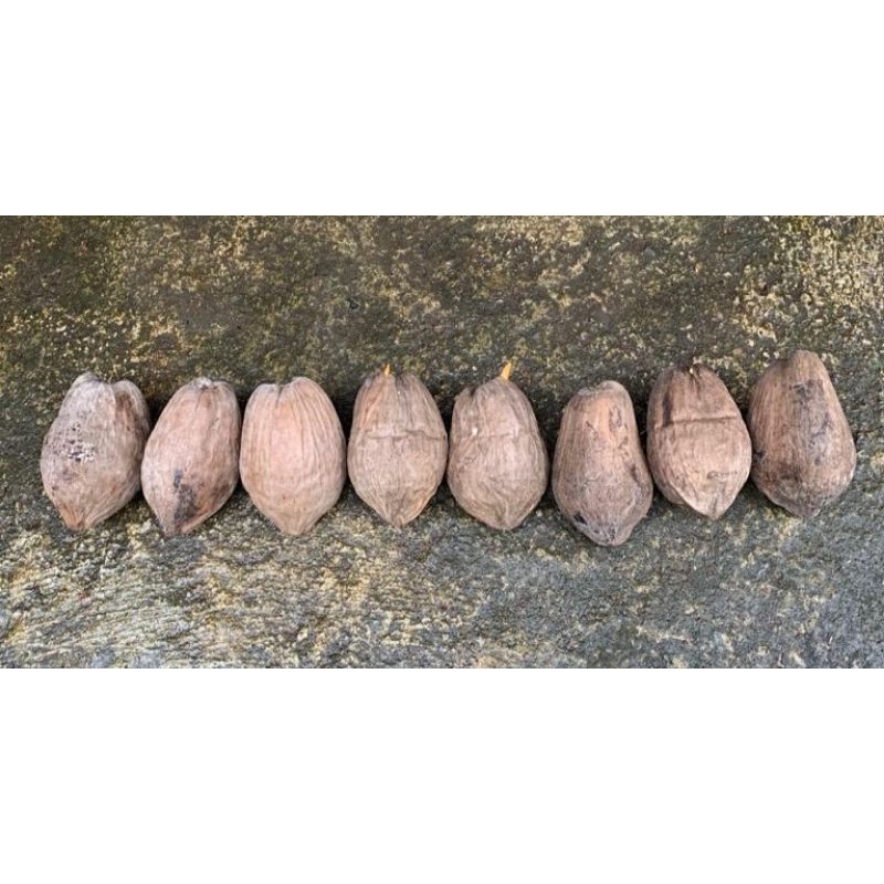 Bahan bonsai kelapa minion gading oren, kuning, hijau, dan coklat ori size 4 - bonsai kelapa minion 