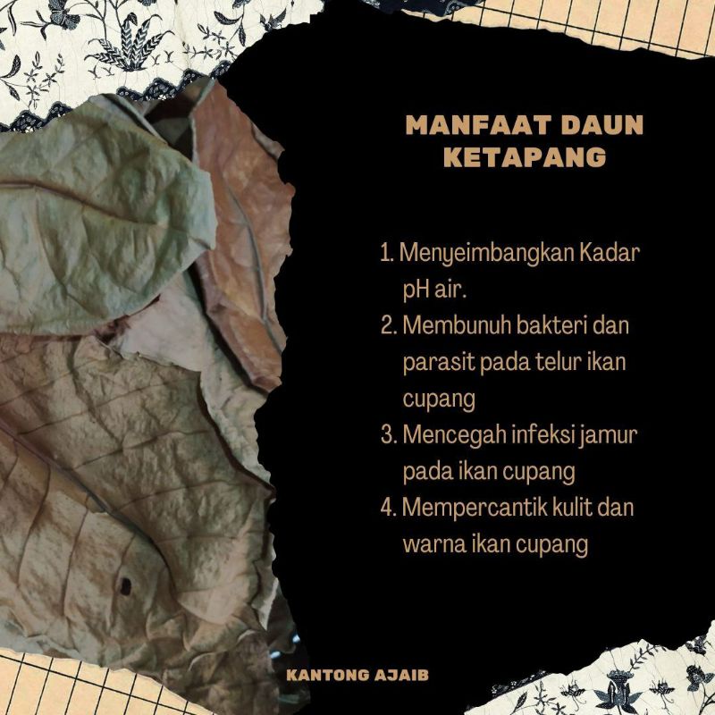 Ketapang/ Ekstrak Daun Ketapang/ Ekstrak ketapang/ Daun Ketapang Kering/ Daun Ketapang murah