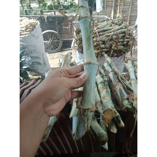 Jual bibit suket rumput odot super per stek batang | Shopee Indonesia