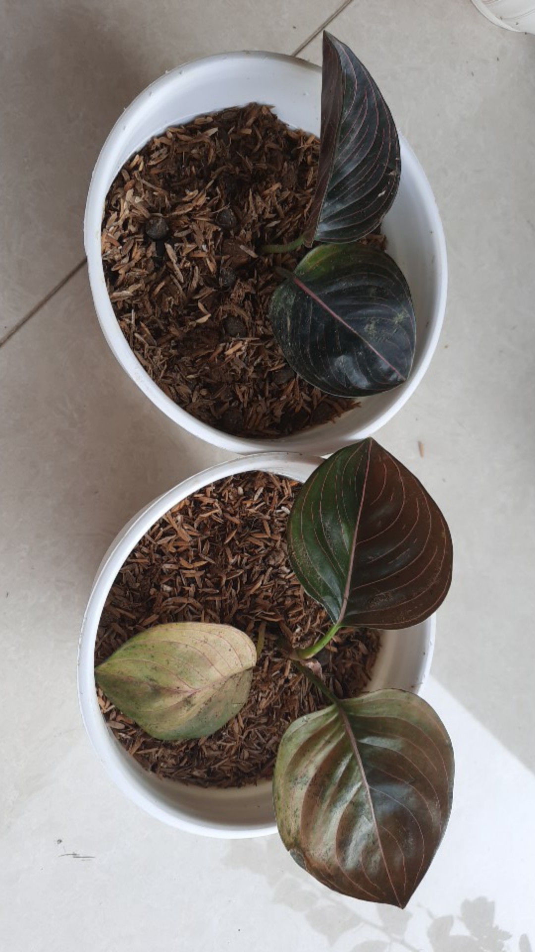 Aglonema Rotundum Aceh