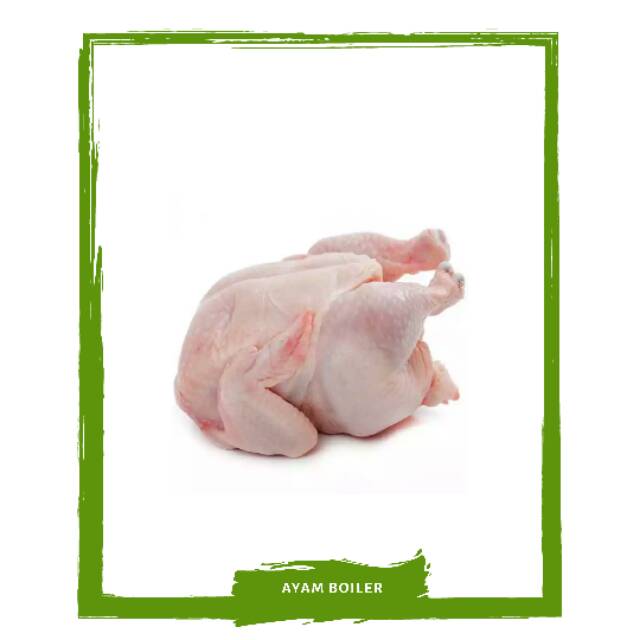 

Ayam Utuh Per Ekor / Daging Segar PO Mallahrizwa