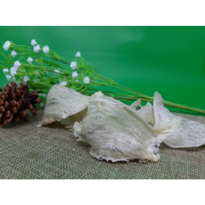 

Sarang Burung Walet 100 gram Asli Ori Kotor Belum Proses Export Quality