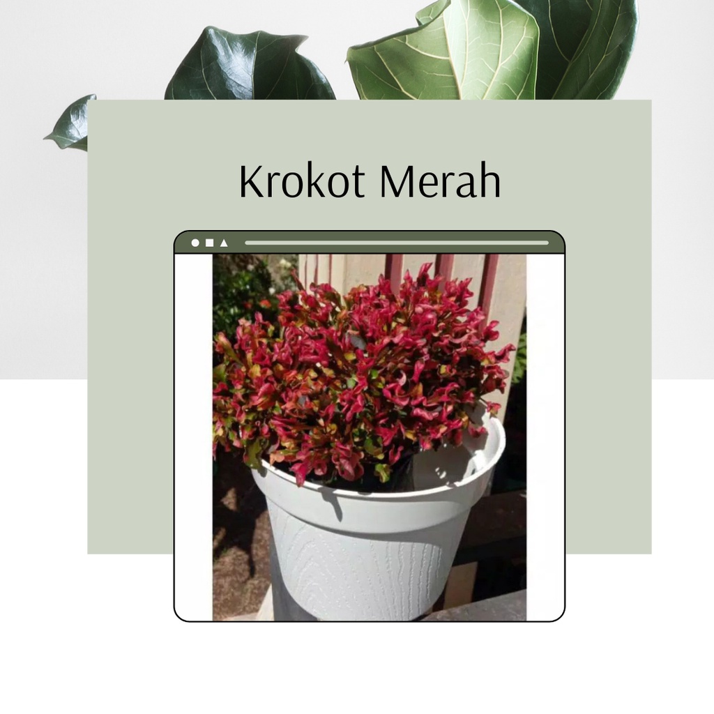Tanaman Hias Krokor Merah Bunga Krokot Merah Krokot Merah