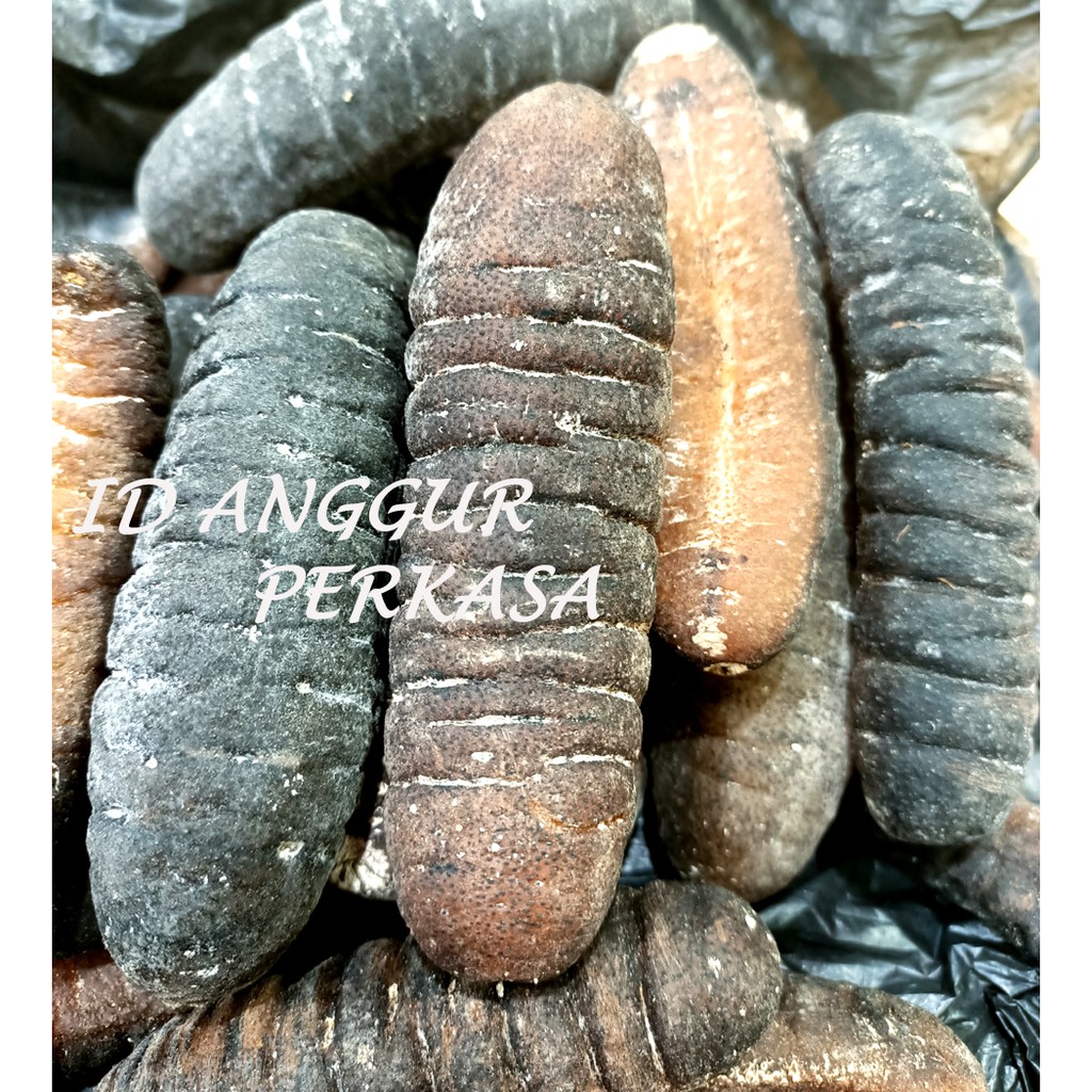TERIPANG BELITUNG / TERIPANG GOSOK / HAISOM - KUALITAS PREMIUM