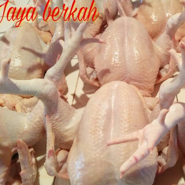 

Ayam potong 1300 gram
