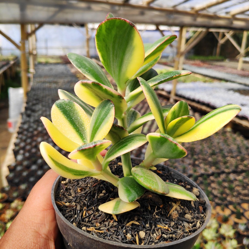 Crassula Ovata Hummel's Sunset Golden Jade succulent