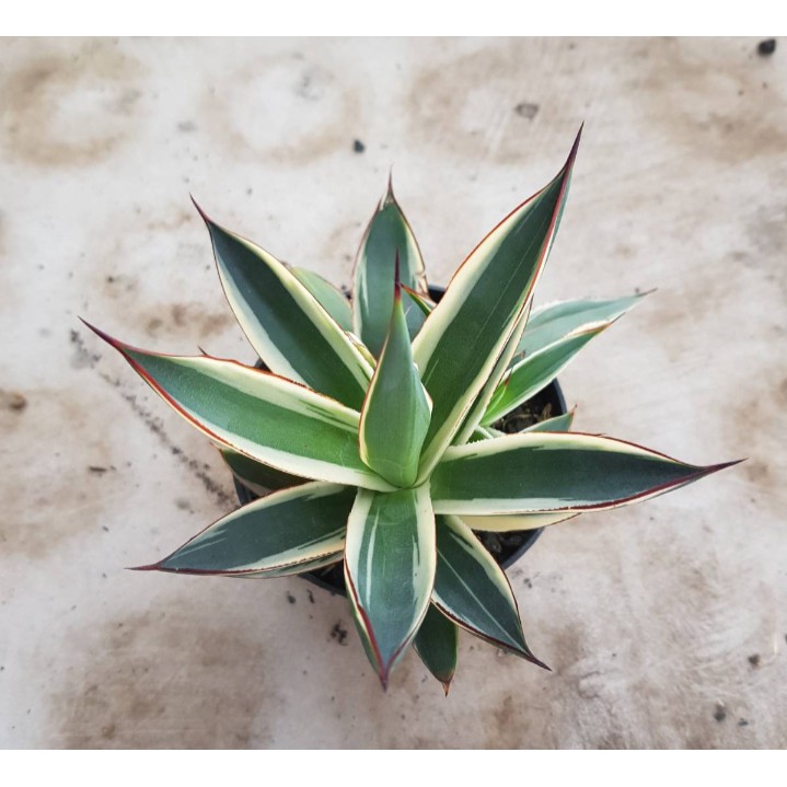 KAKTUS AGAVE SNOWGLOW