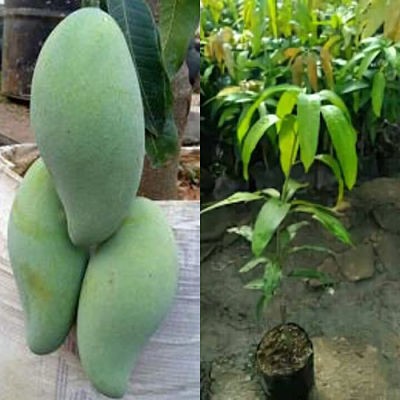 Bibit Mangga Mahatir super