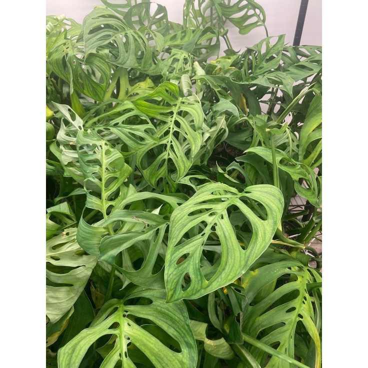 Monstera Esqueleto Tanaman Hias