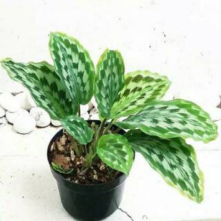 Tanaman hias calathea  merak meranti kencur  kencur  hias 