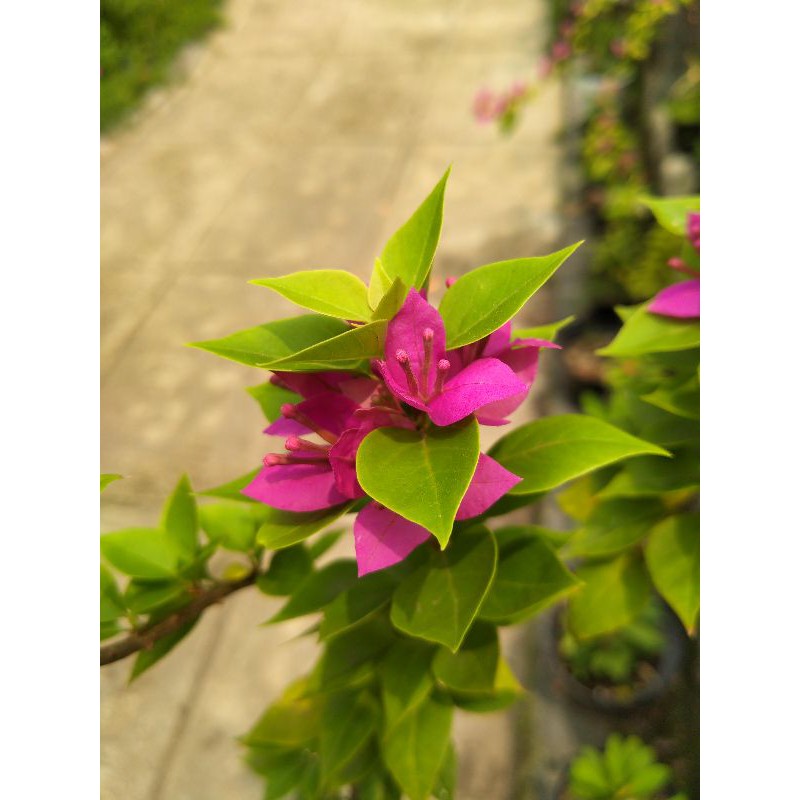 bugenvil Singapura / bougenville Singapura