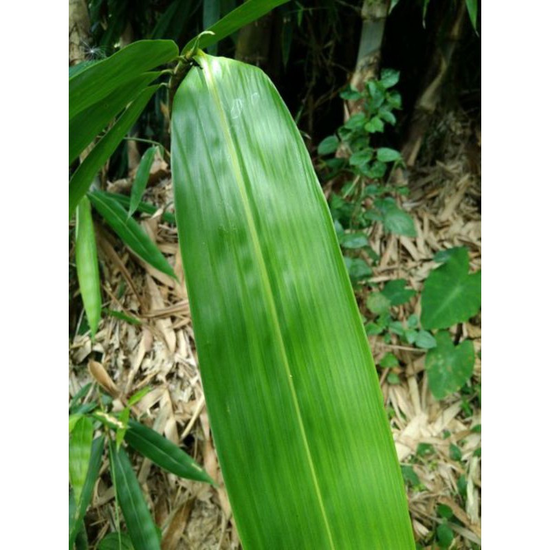 

Daun Bambu 100 lembar Fresh