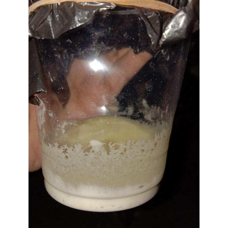 Microworm pakan hidup cacing micro anakan ikan burayak cupang moly guppy discus stater