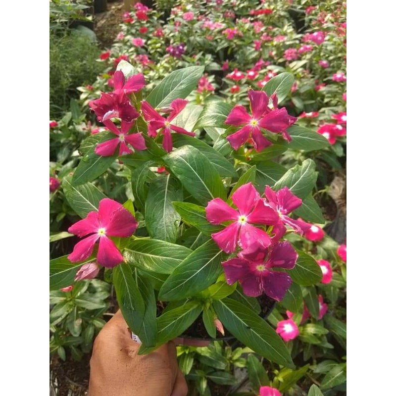 

bunga vinca