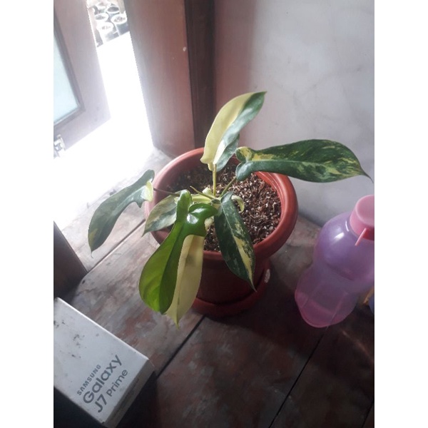 Philodendron florida Beauty